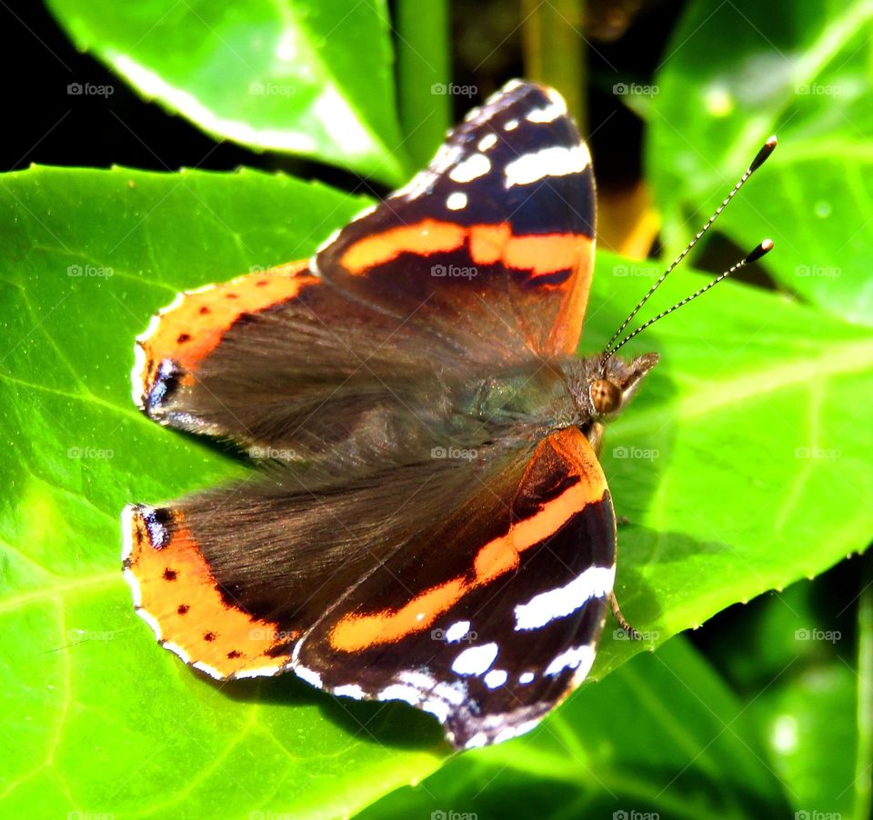 beautiful butterfly