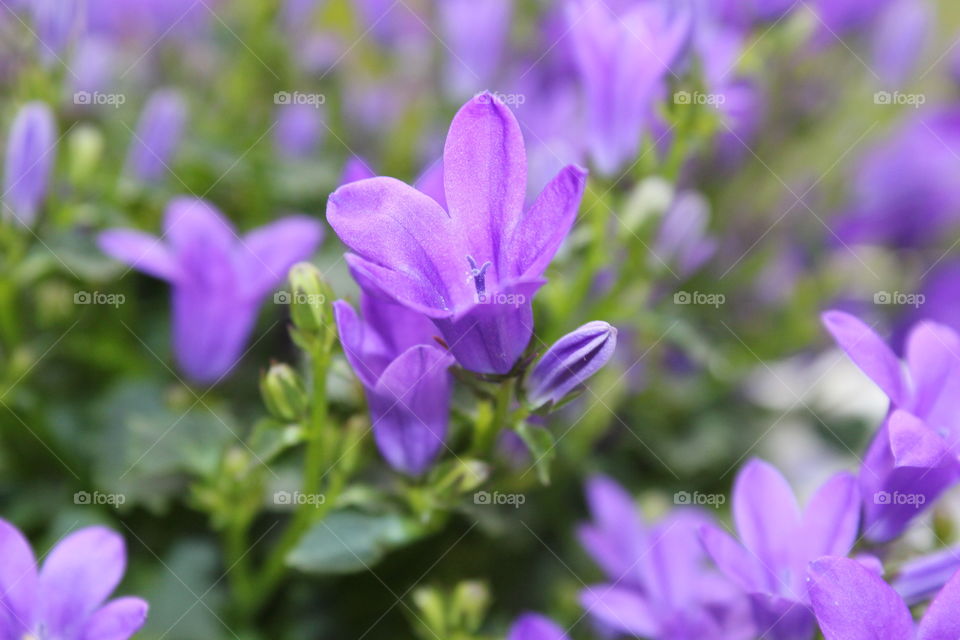 Beautiful flowers in a close shot.