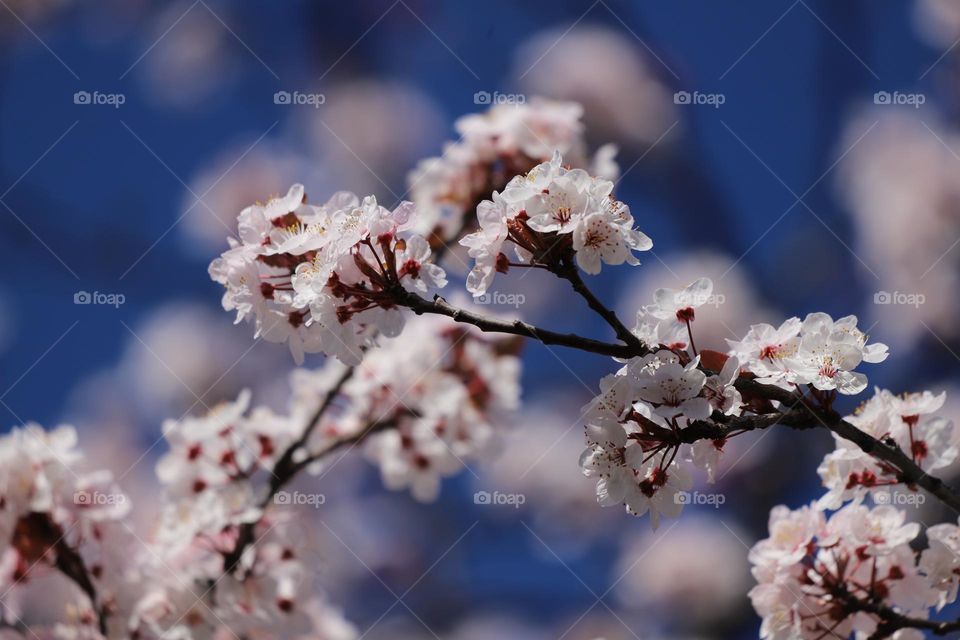 Cherry blossoms in early spring 