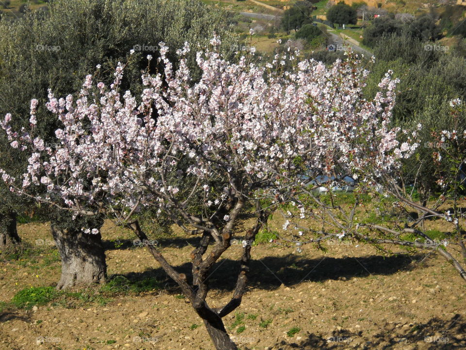 Mandorlo in fiore, Valle dei Templi, Agrigento, Sicilia, Italia