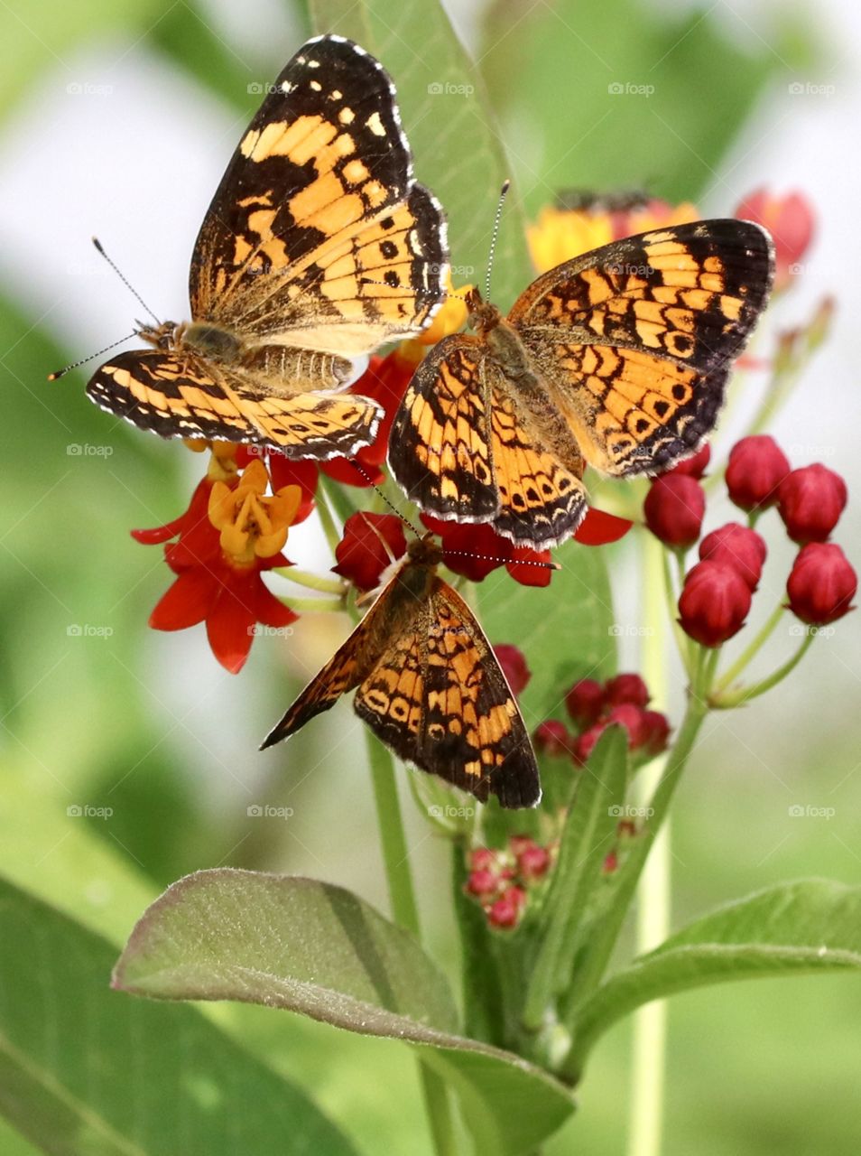 Three butterflies on a milkweed plant 