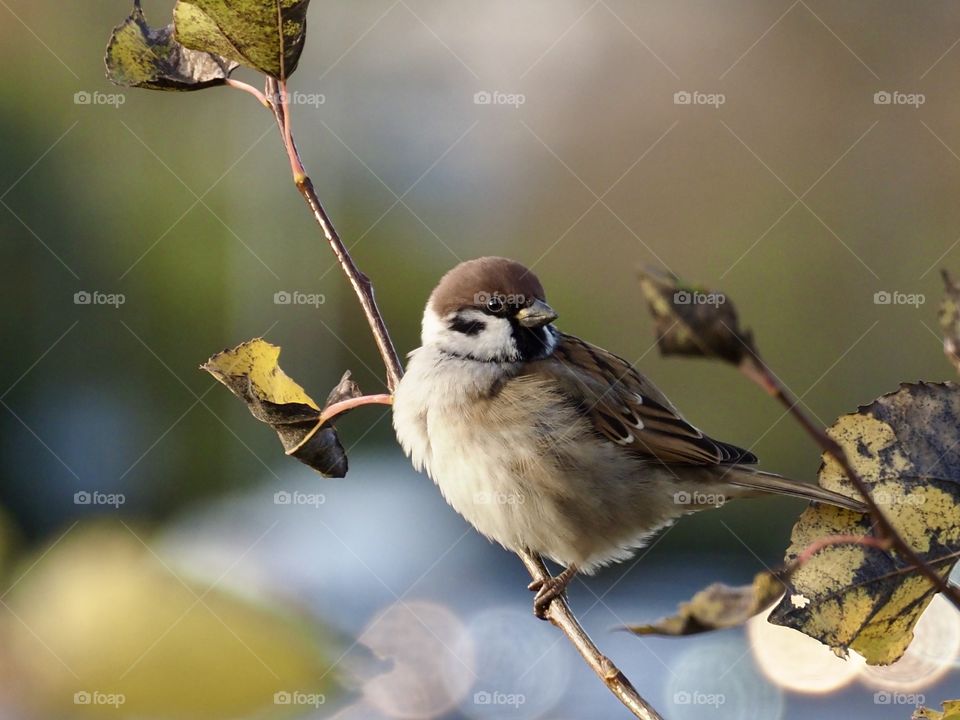 Little sparrow