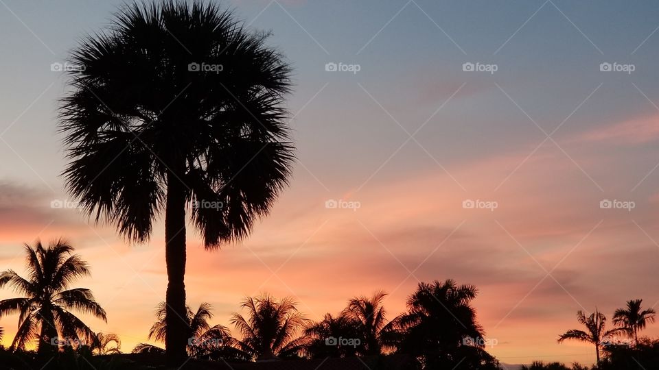 Summer Sunset Silhouette palms, Wilton Manors, Florida, USA August 2019