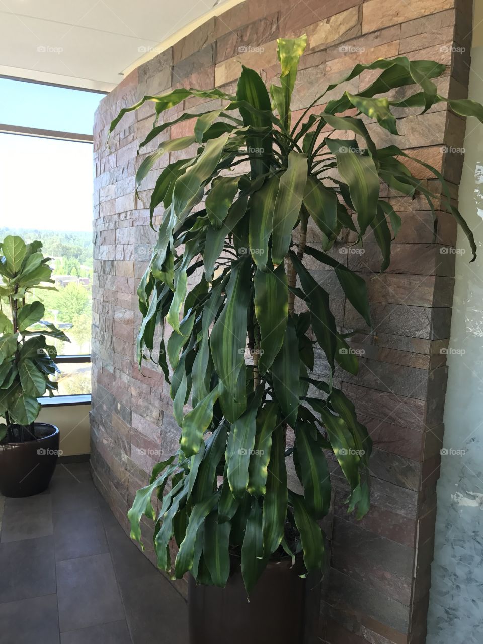 Plants in a High Rise Building
