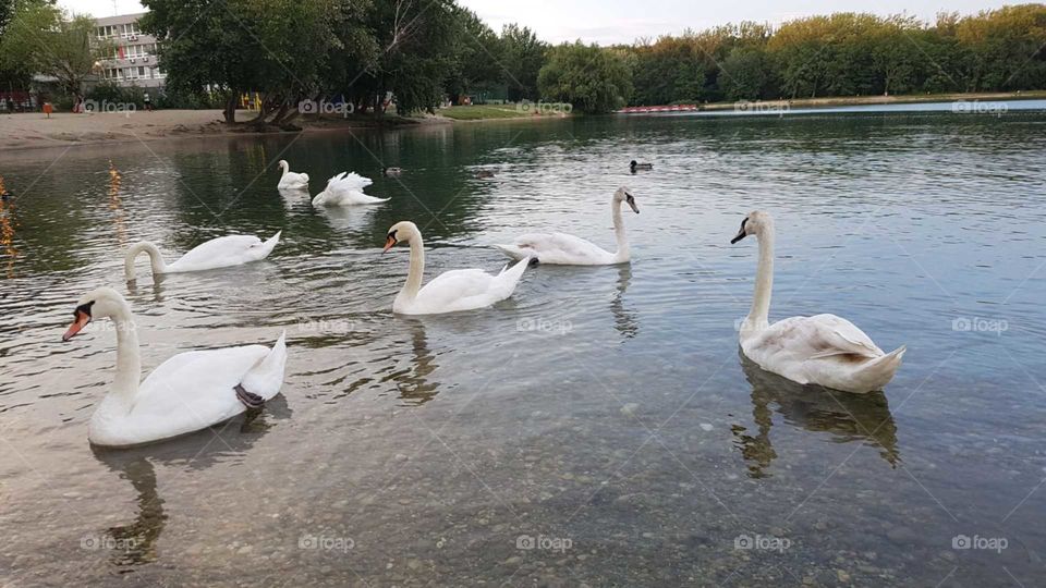 swans