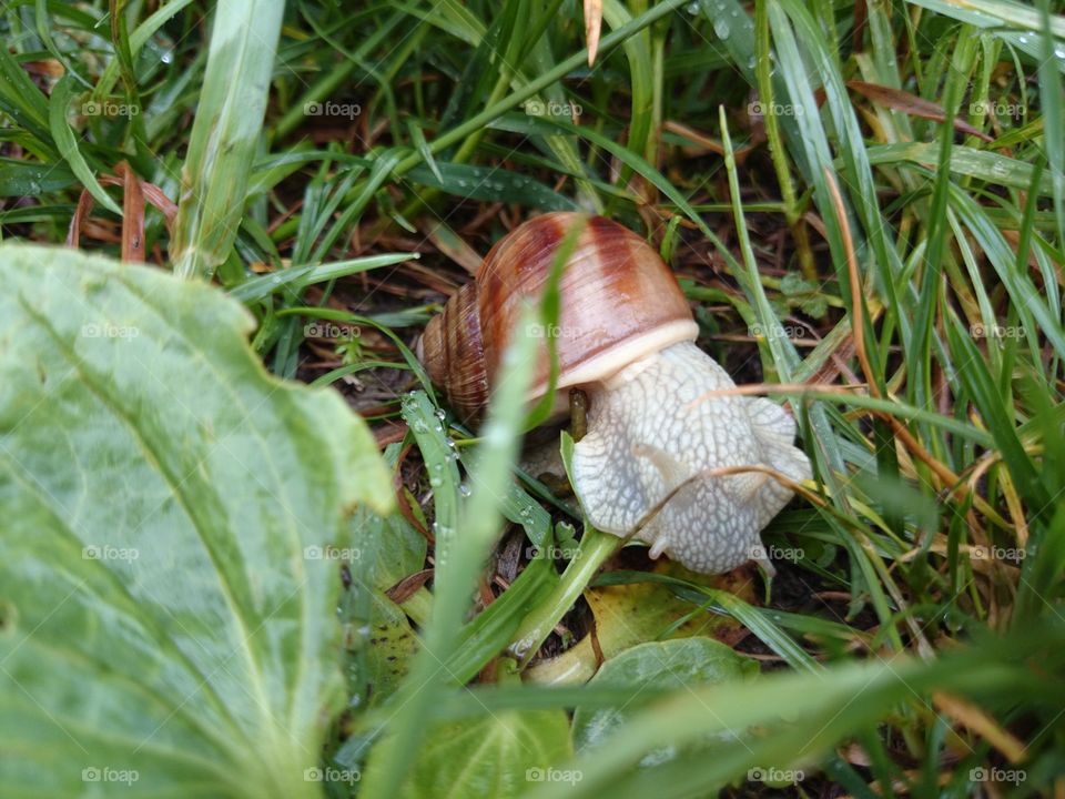snail