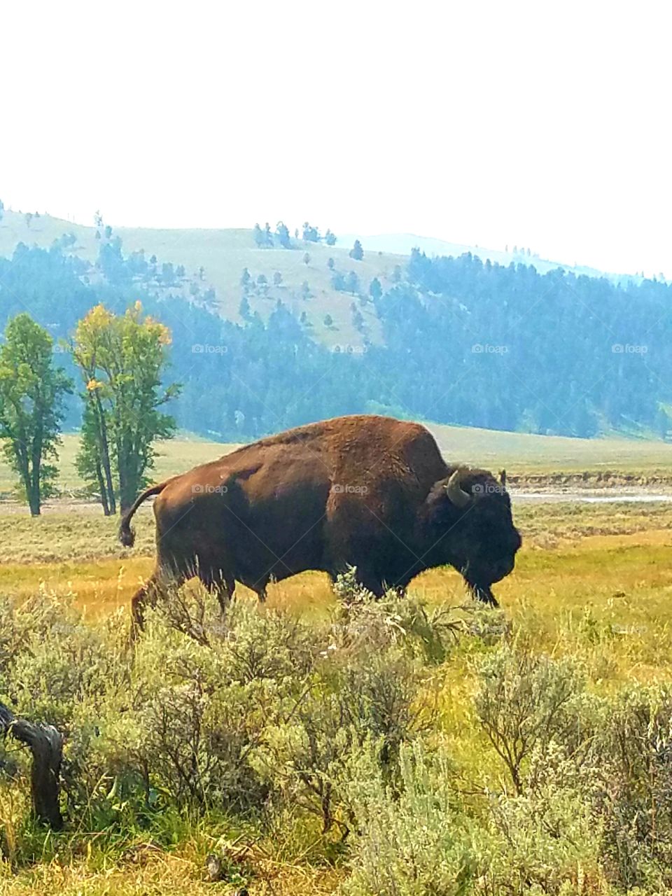 True natives of Yellowstone