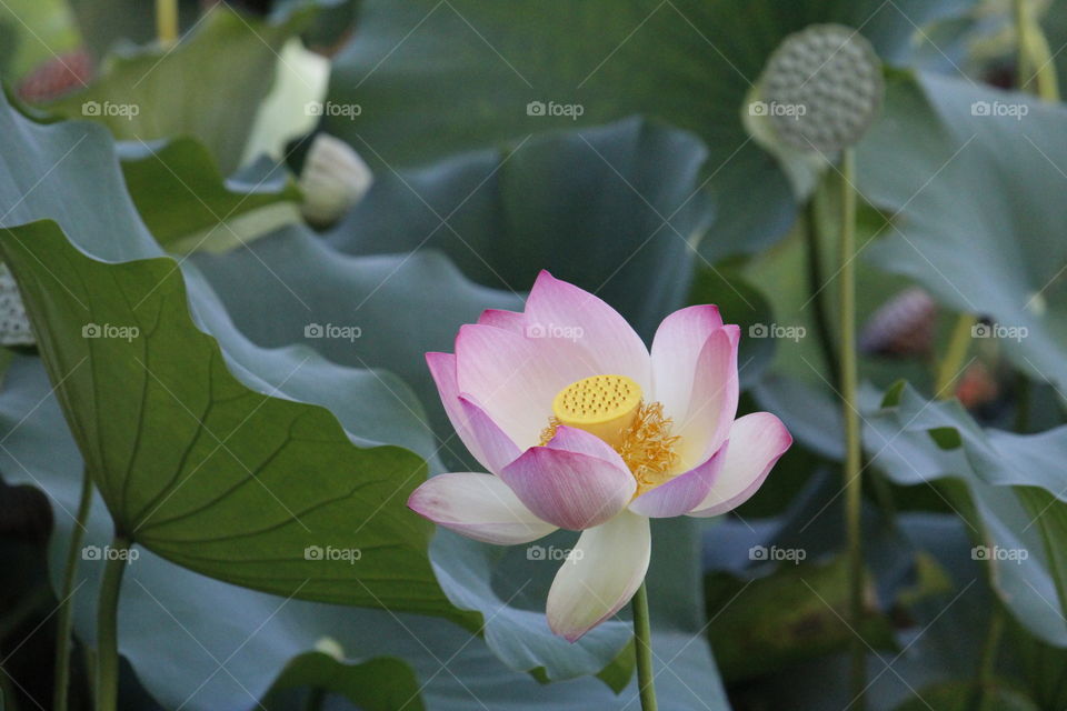 plant. Flower. yellow on the inside pink and white on the outside