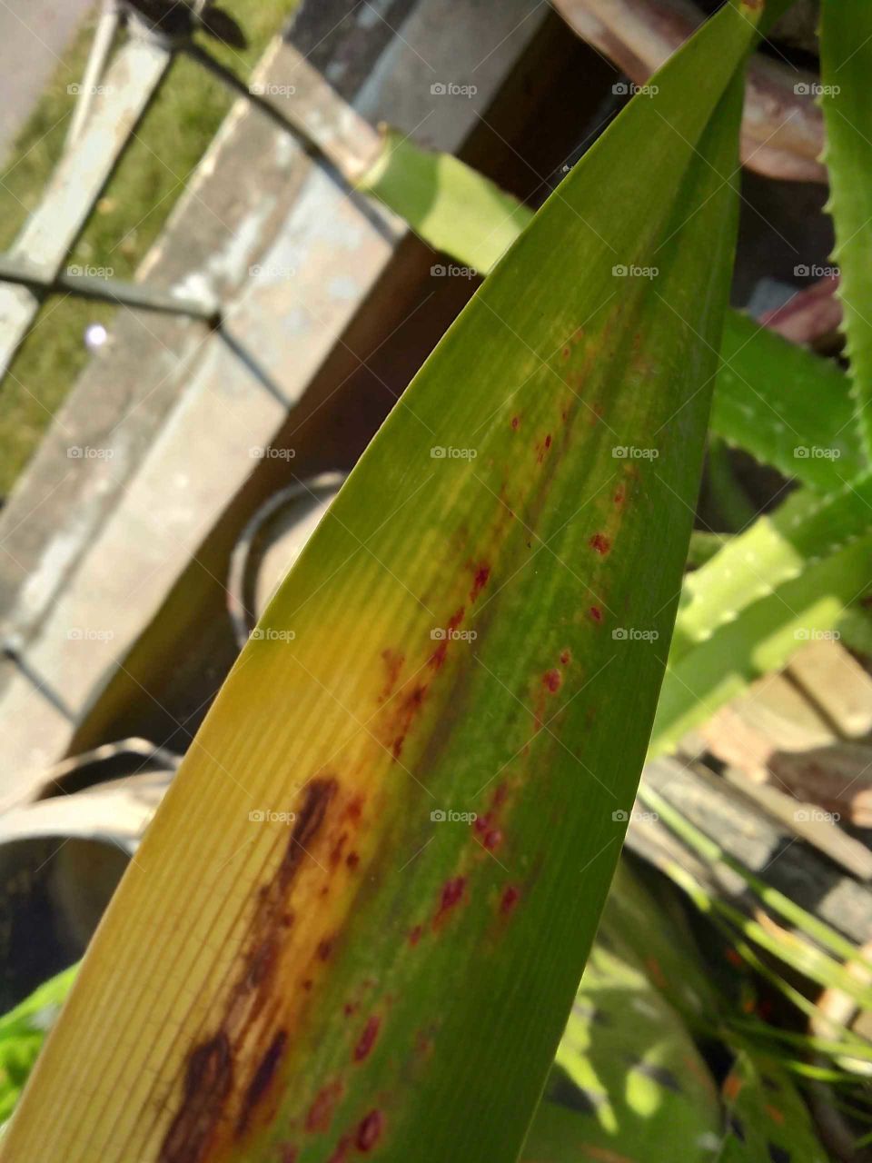 A leaf with yellow patch captured in the morning