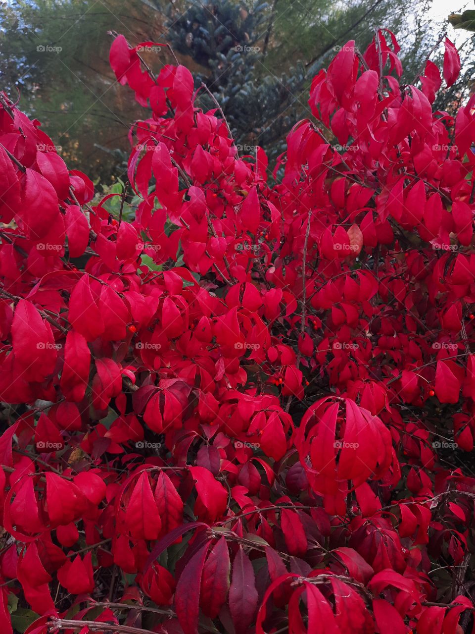 portrait of burning bush - winged euonymus in autumn