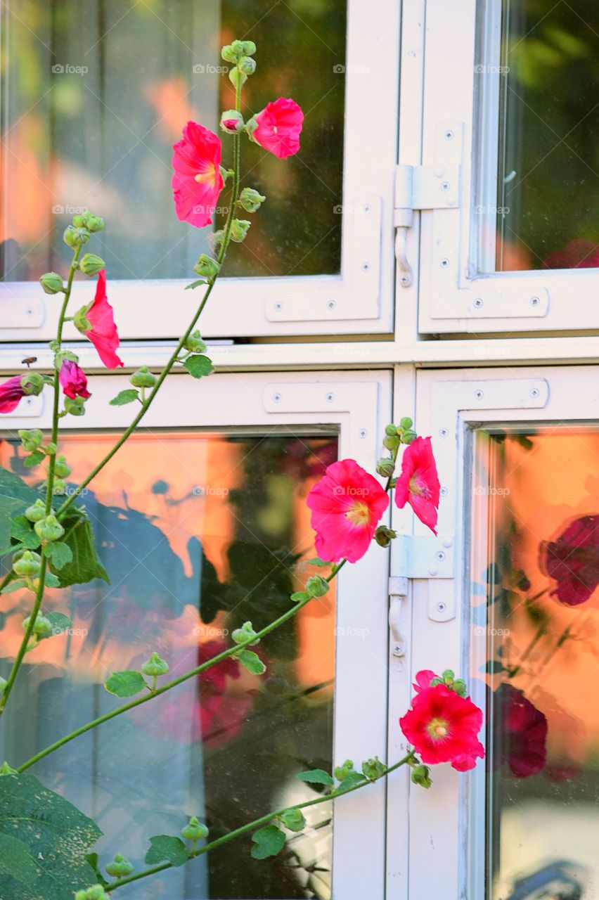 Flowers against the window