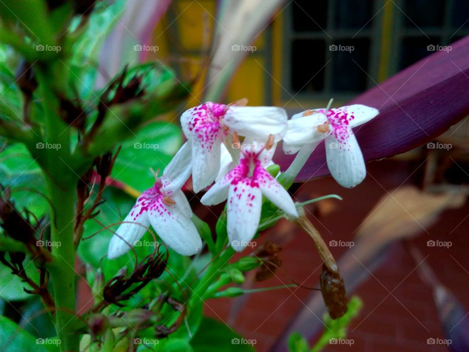 flowers