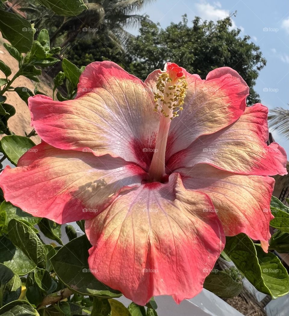 Hibiscus in rare colours