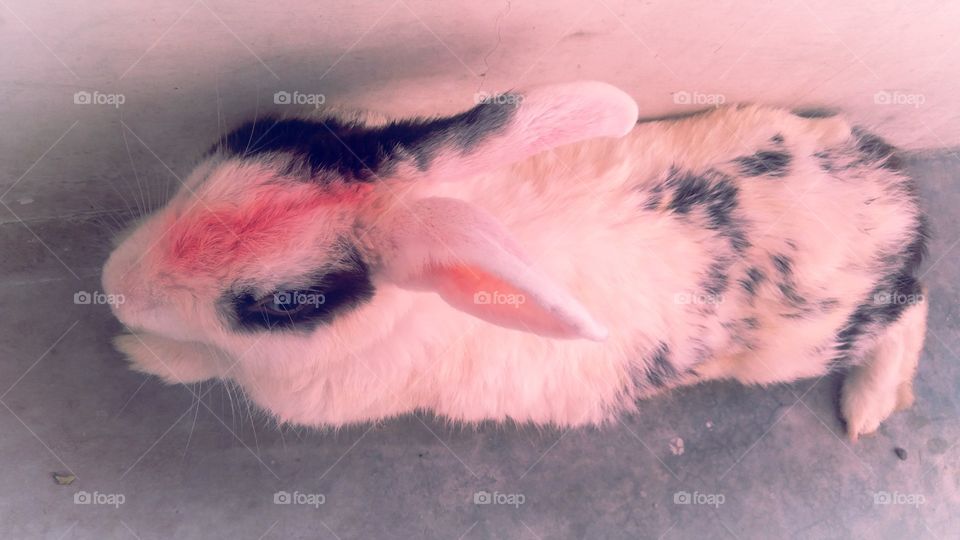 Rabbit Uttar Pradesh India Varanasi Chandauli