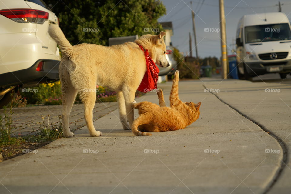 Dog And Cat Are Friends
