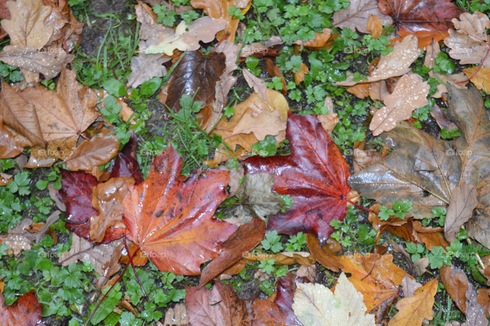 autumn leaves. fallen leaves