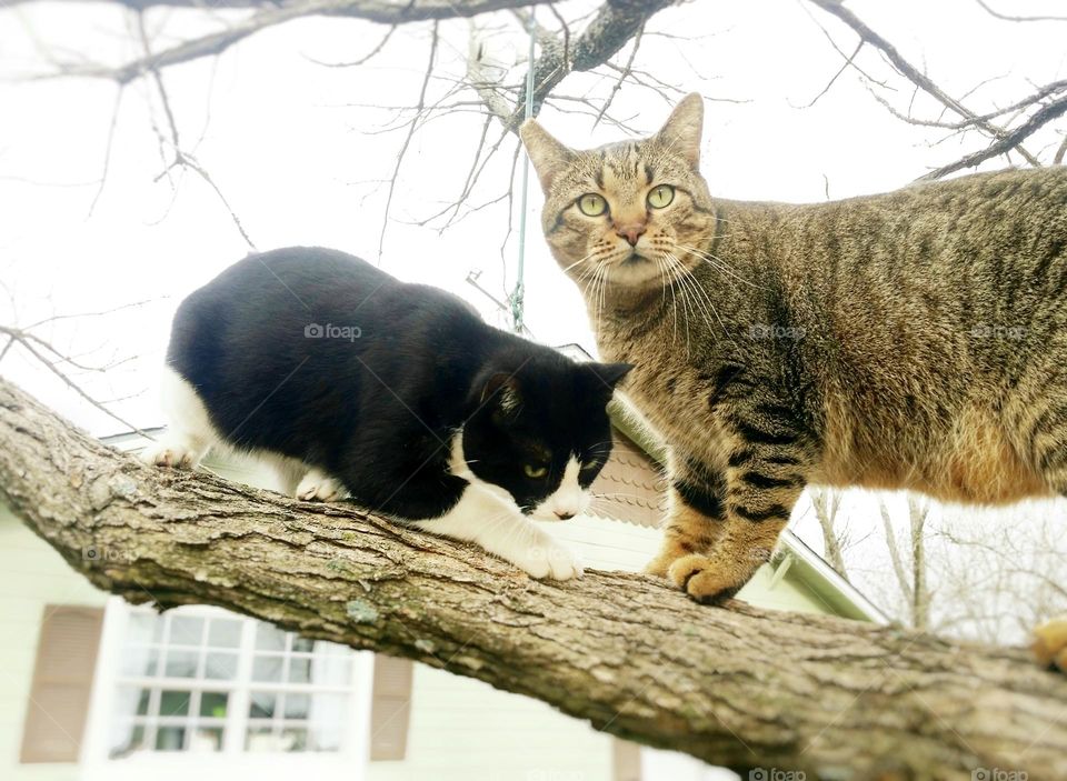 Two Cats Up a Tree