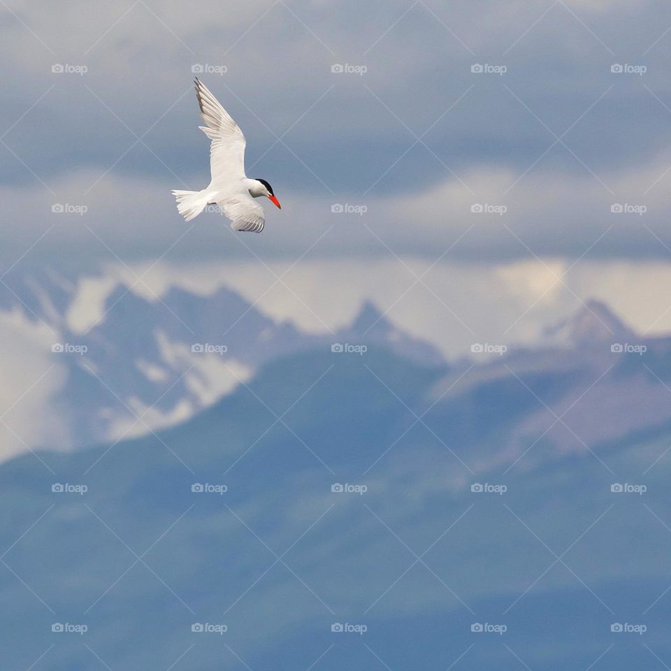 Caspian Tern