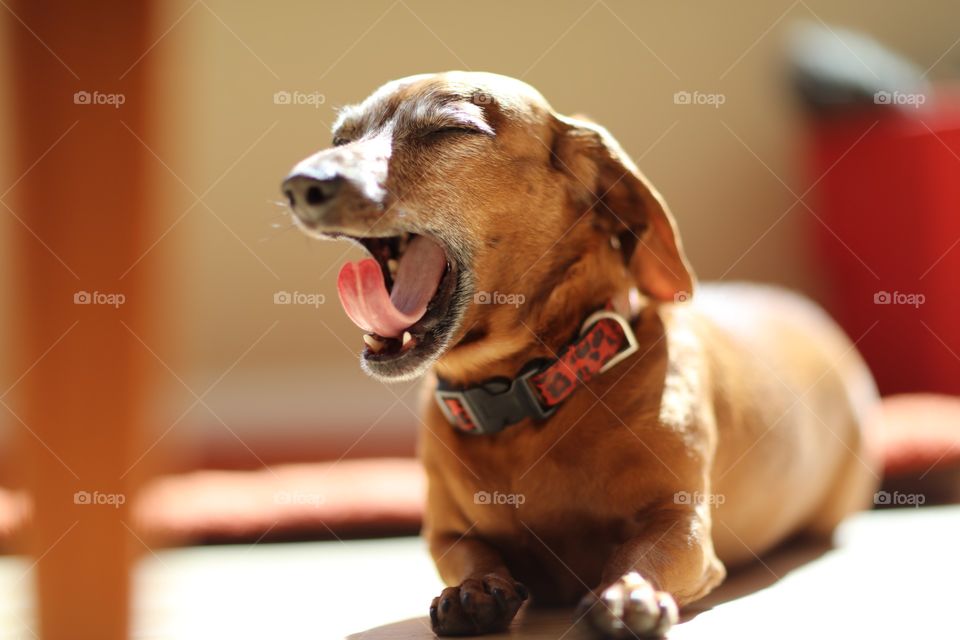 Yawning. Cute dachshund closes eyes and yawns. 