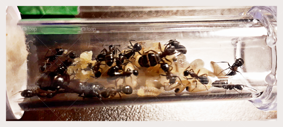 Camponotus noveboracensis colony - from F. Lemire Nova Scotia