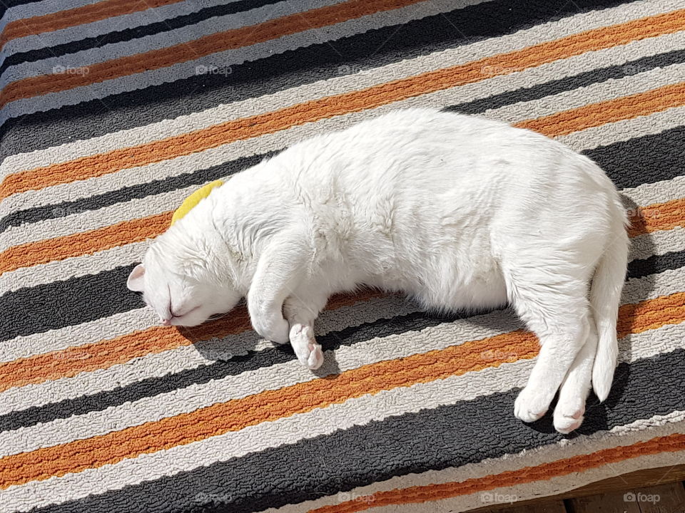 Sunny Cat Nap