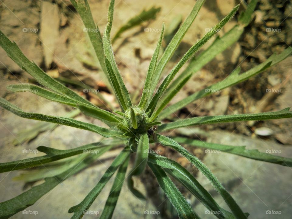 Small Plant