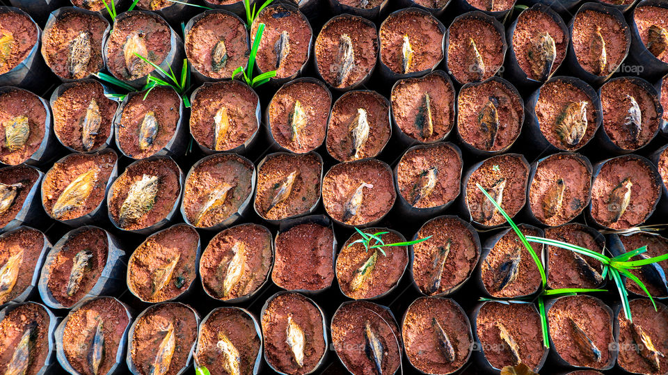 A human being should plant atleast 1 tree in their life time to protect our environment prevents global warming.. #shape of green future...