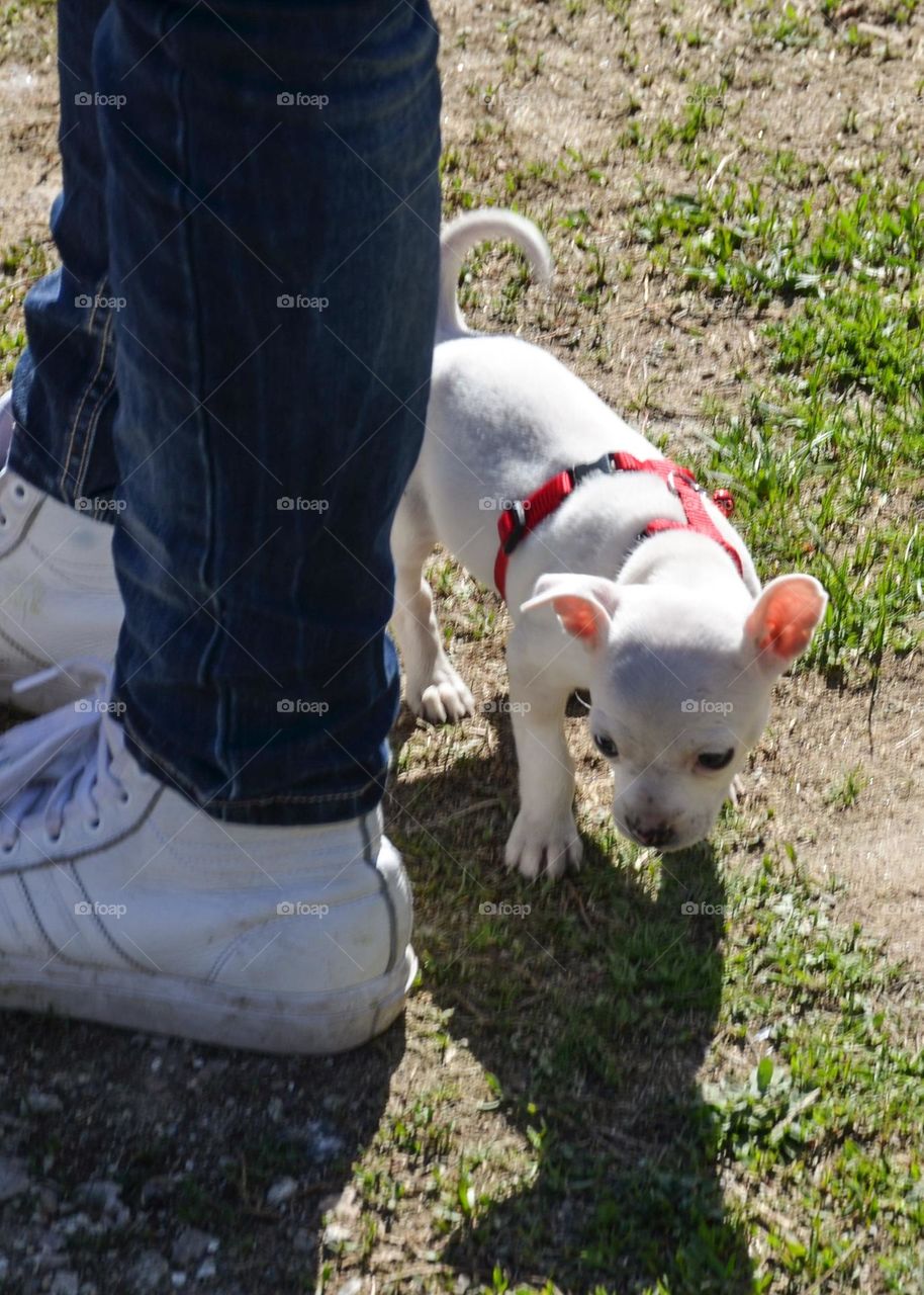 People on a walk with Dogs