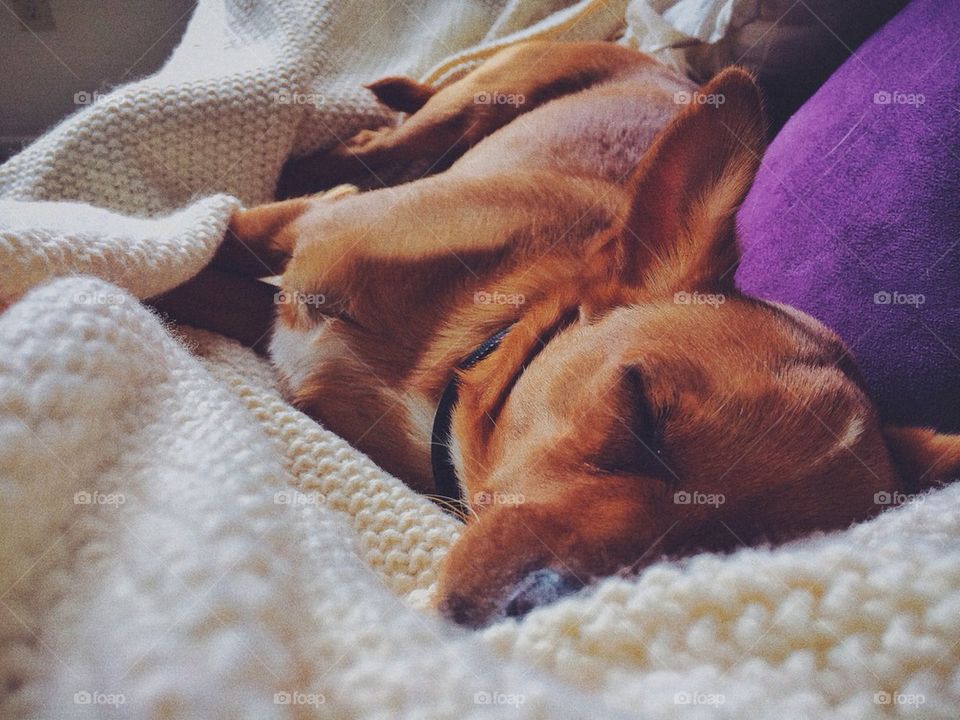 A Dog's Morning Comfort