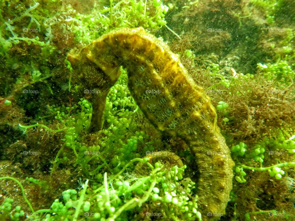 Seahorse, Galapagos