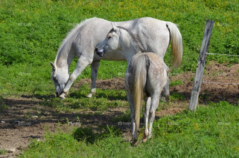 Majestic White Horses
