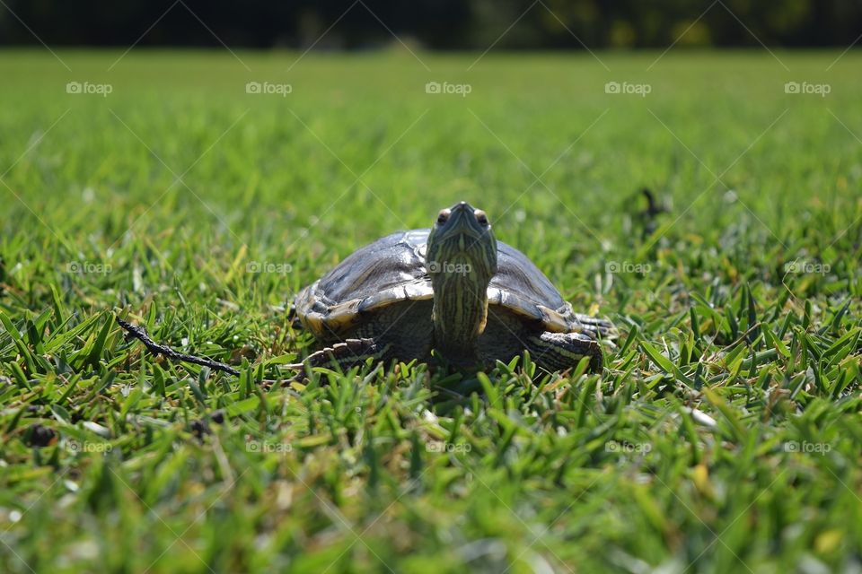 Turtle