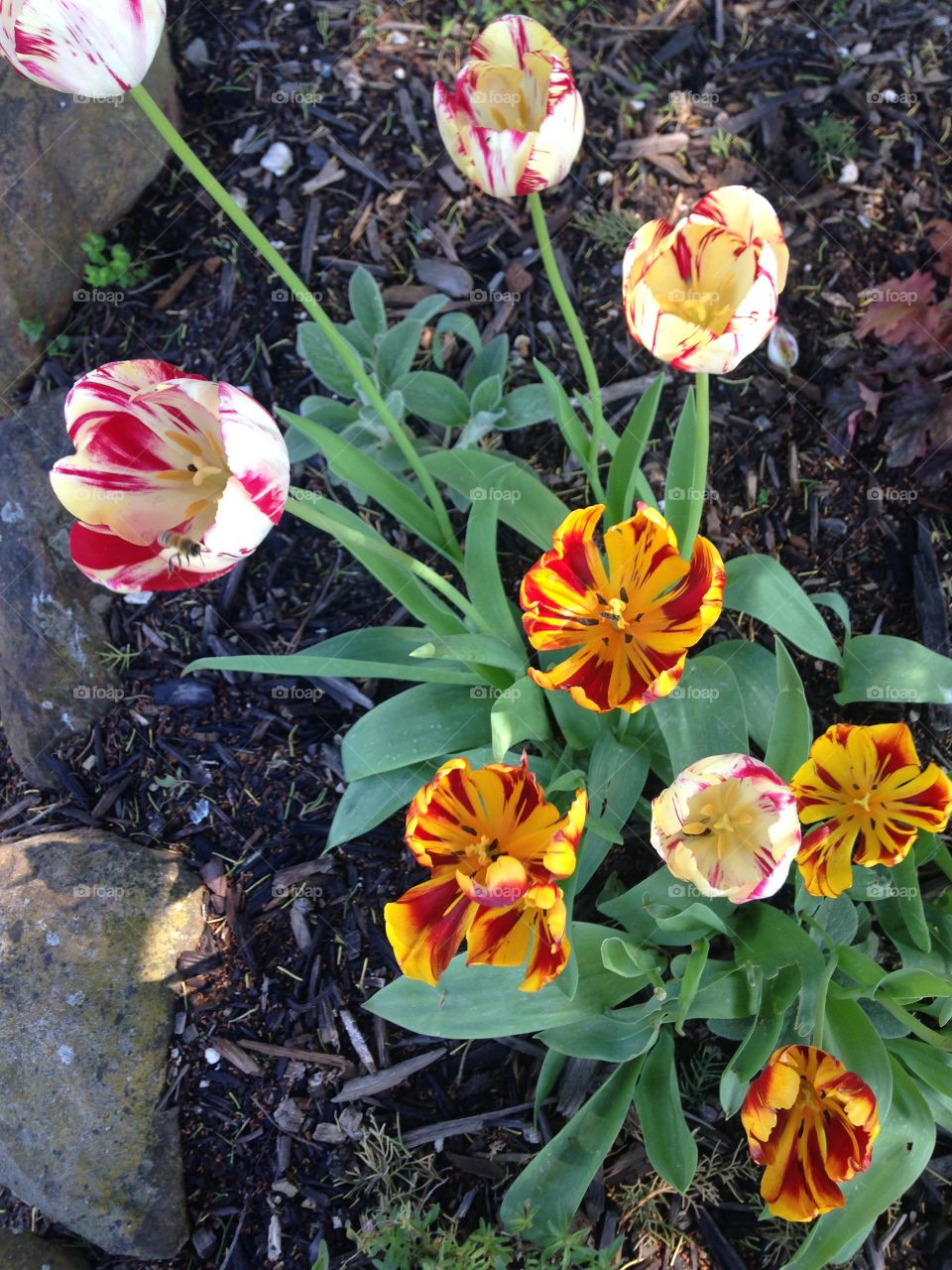 Tulips 