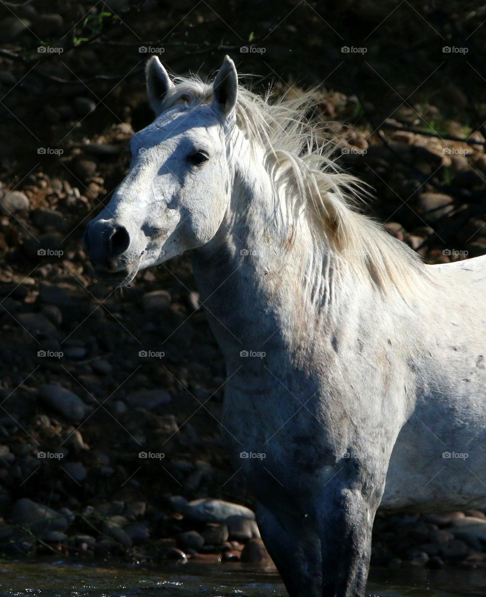 Wild Horse in the River