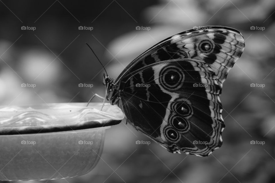 Monochrome Butterfly, Black And White Nature, Butterfly Portrait, Wildlife In Black And White 