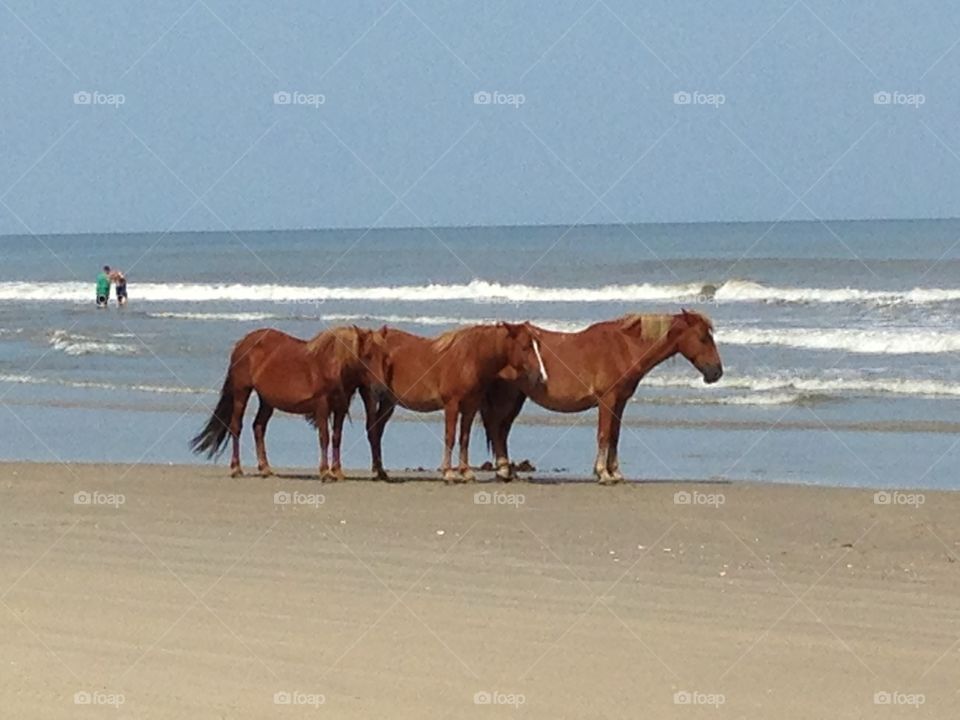 Wild horses on beach
