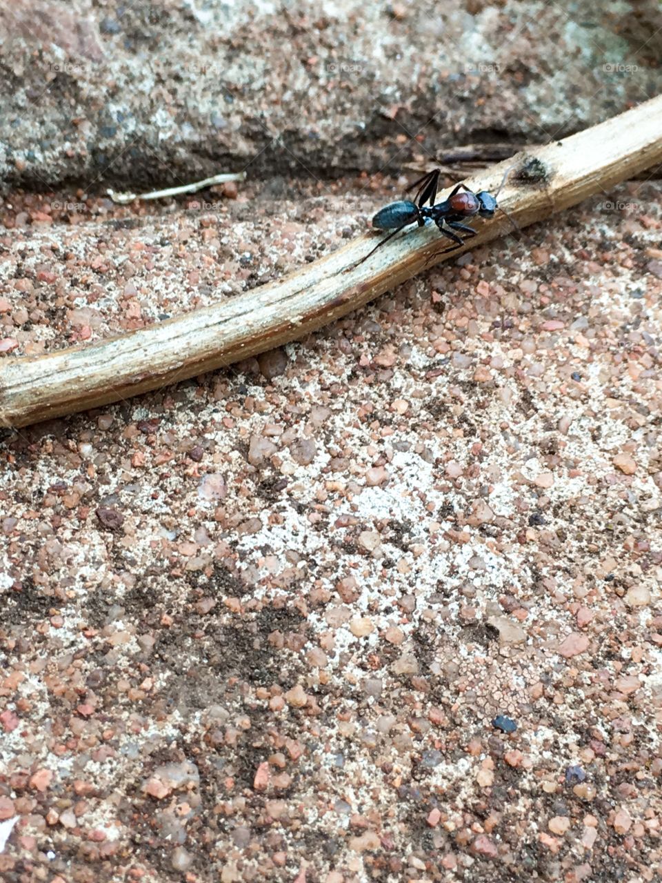 Large multi coloured worker ant crossing and climbing along a fallen tree branch