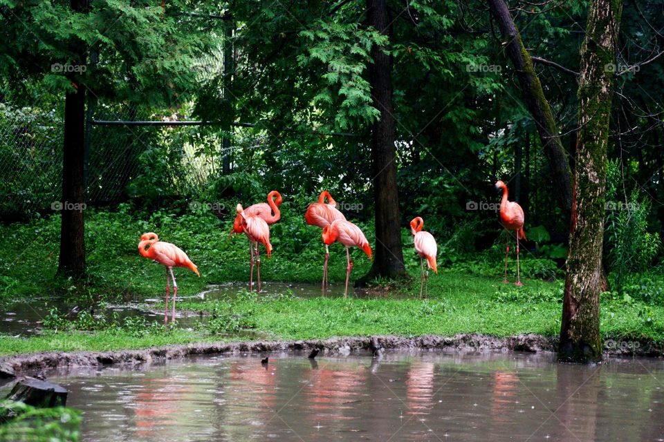 Birds in forest