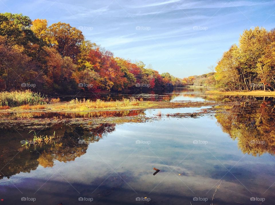 View of autumn trees