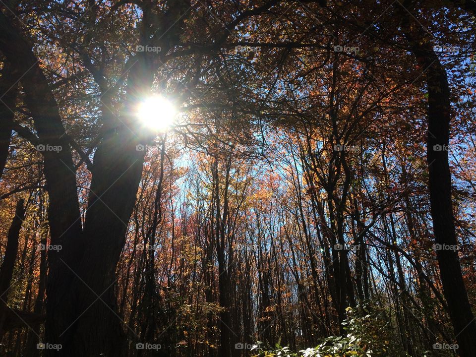 The Suns rays catch deep red leaves in the woods 