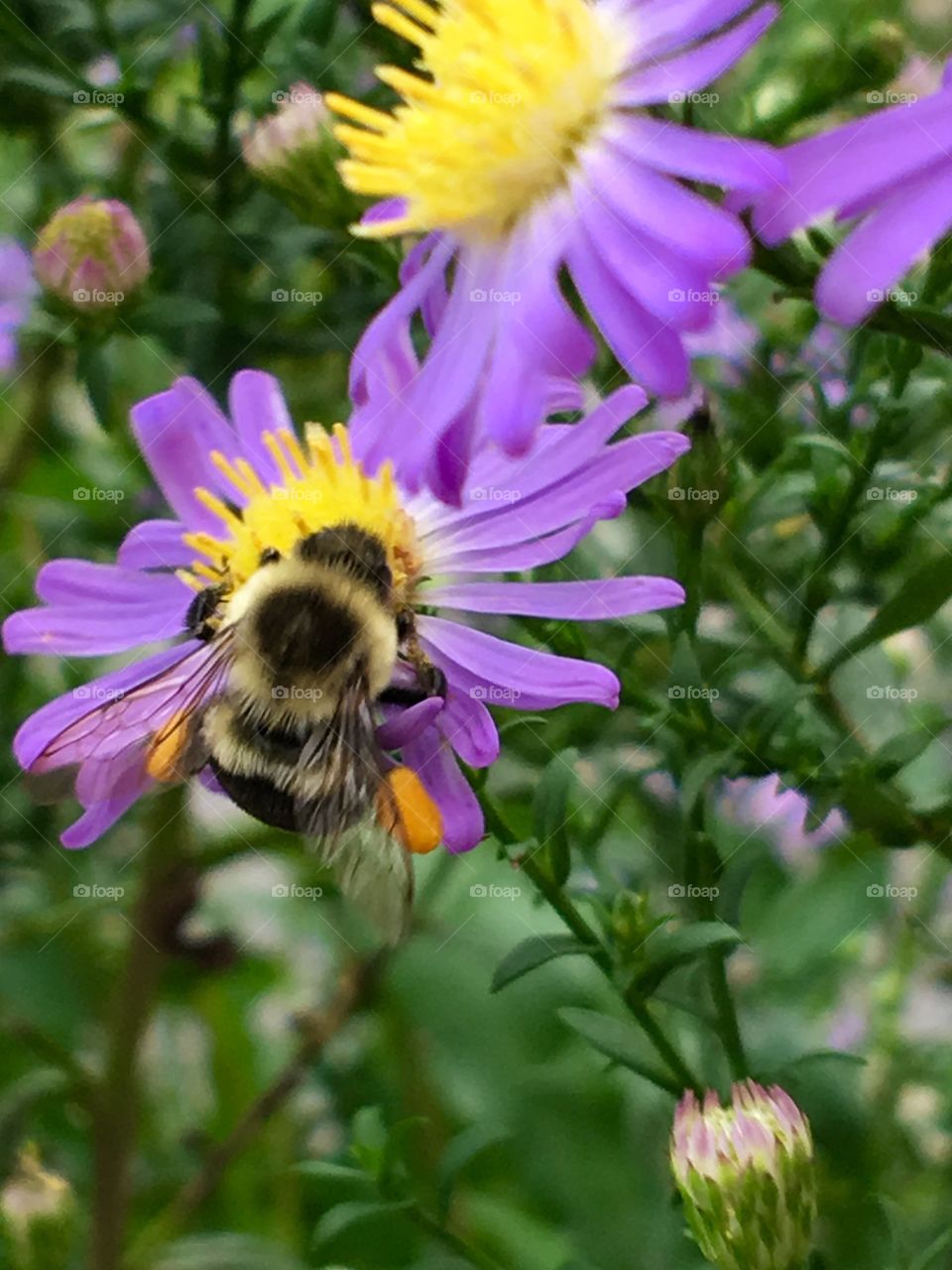Close-up of insect on purple flower