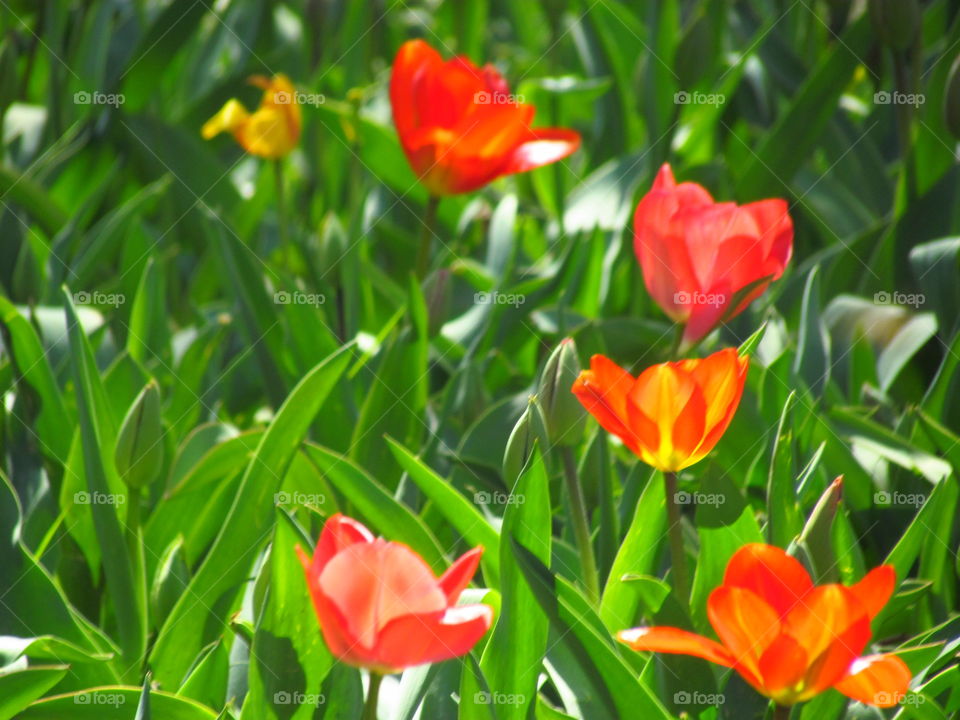 Tulip, Nature, Garden, Flora, Flower