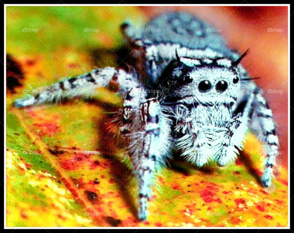 jumping spider 