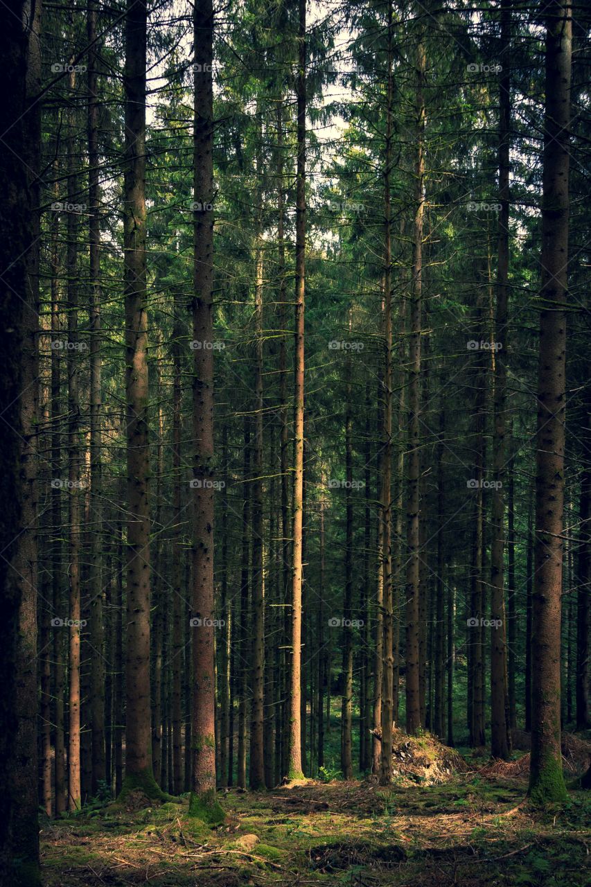 A portrait of a forest full of pine trees with one tree in the center getting hit by sunlight.