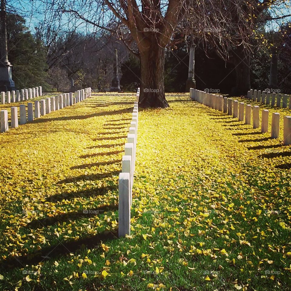 The ginkgo leaves have all fallen at the national cemetery