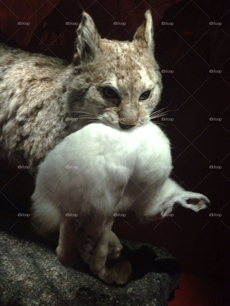 Lynx captured a rabbit