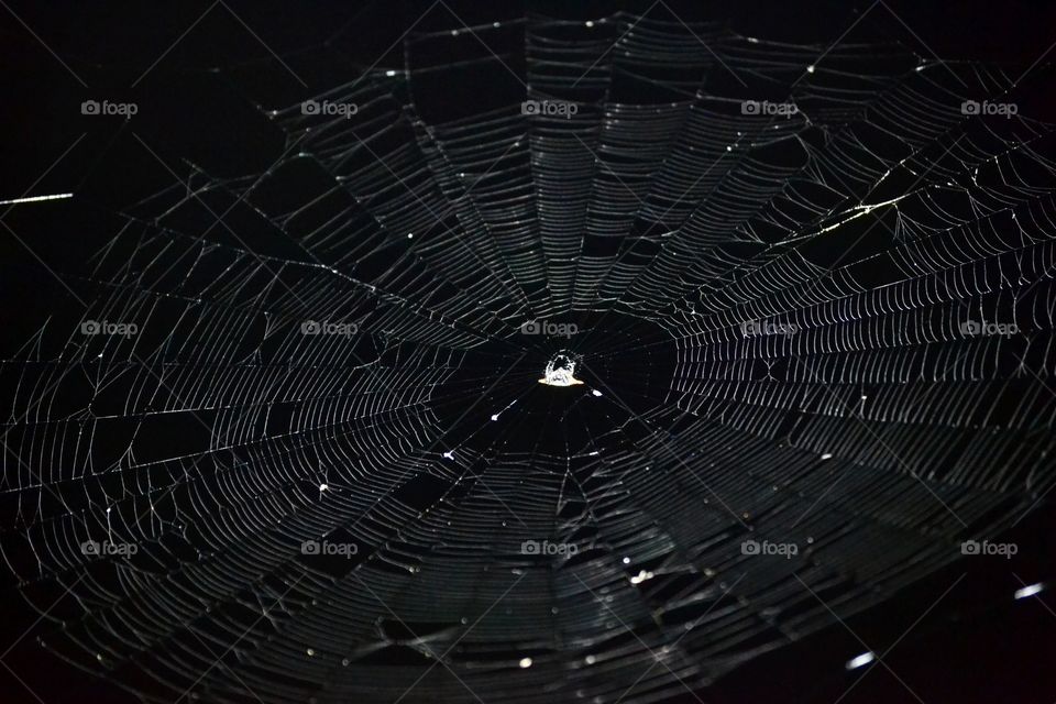 A silver spider web against a black sky with a spider in the center and captured bugs and debris scattered across