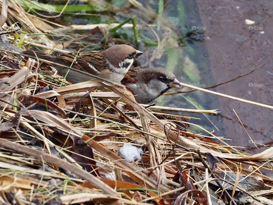 Sparrows by the pond