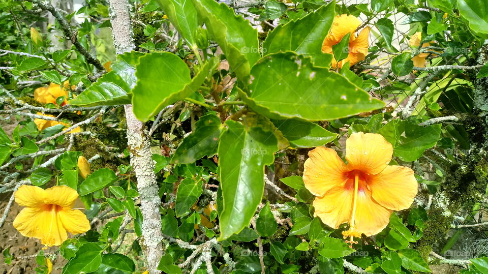 FOLHAS FLORES JARDIM