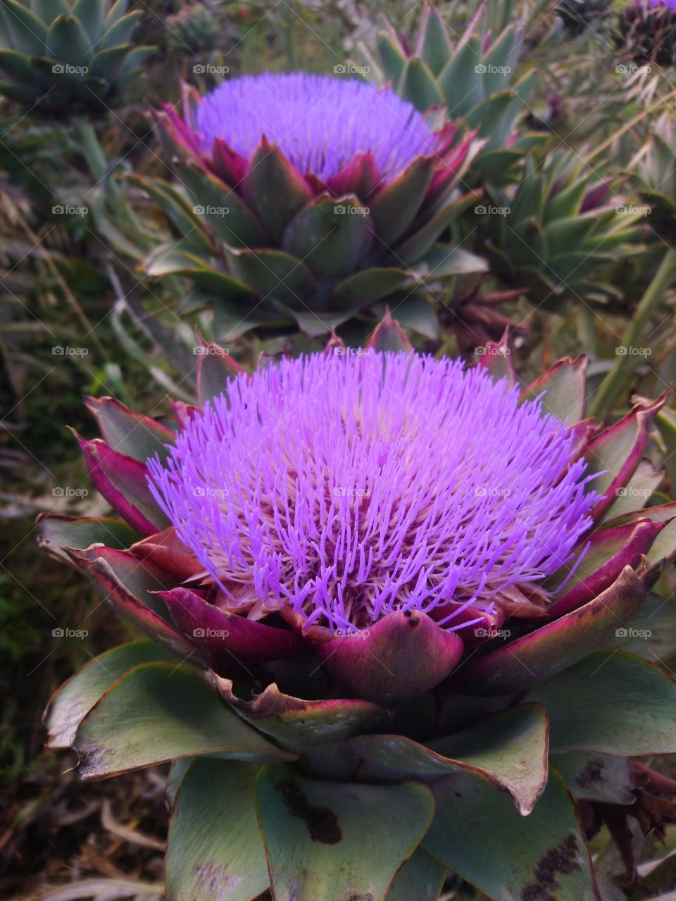 Artichokes